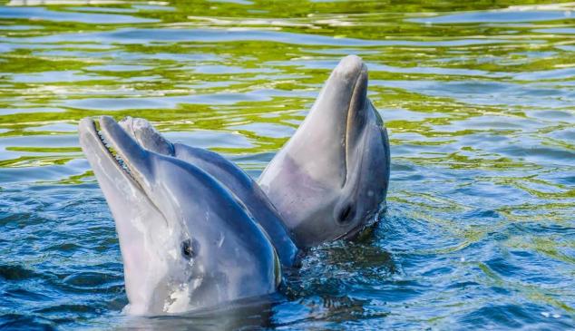 tripadvisor-animales