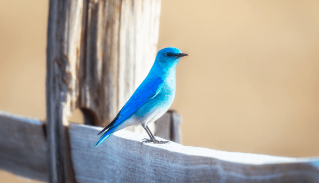 Twitter-transparencia