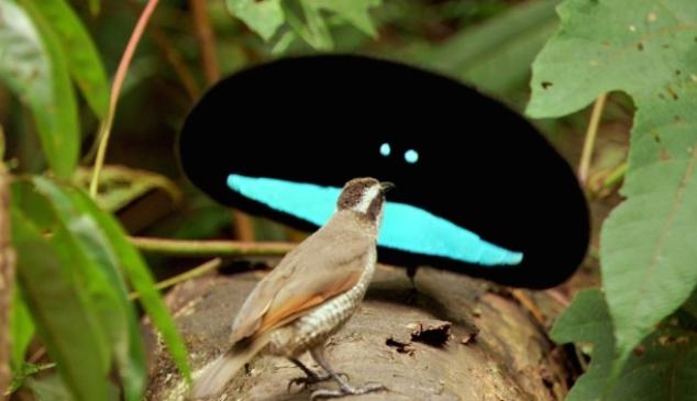 twitter-usuarios-pajaro
