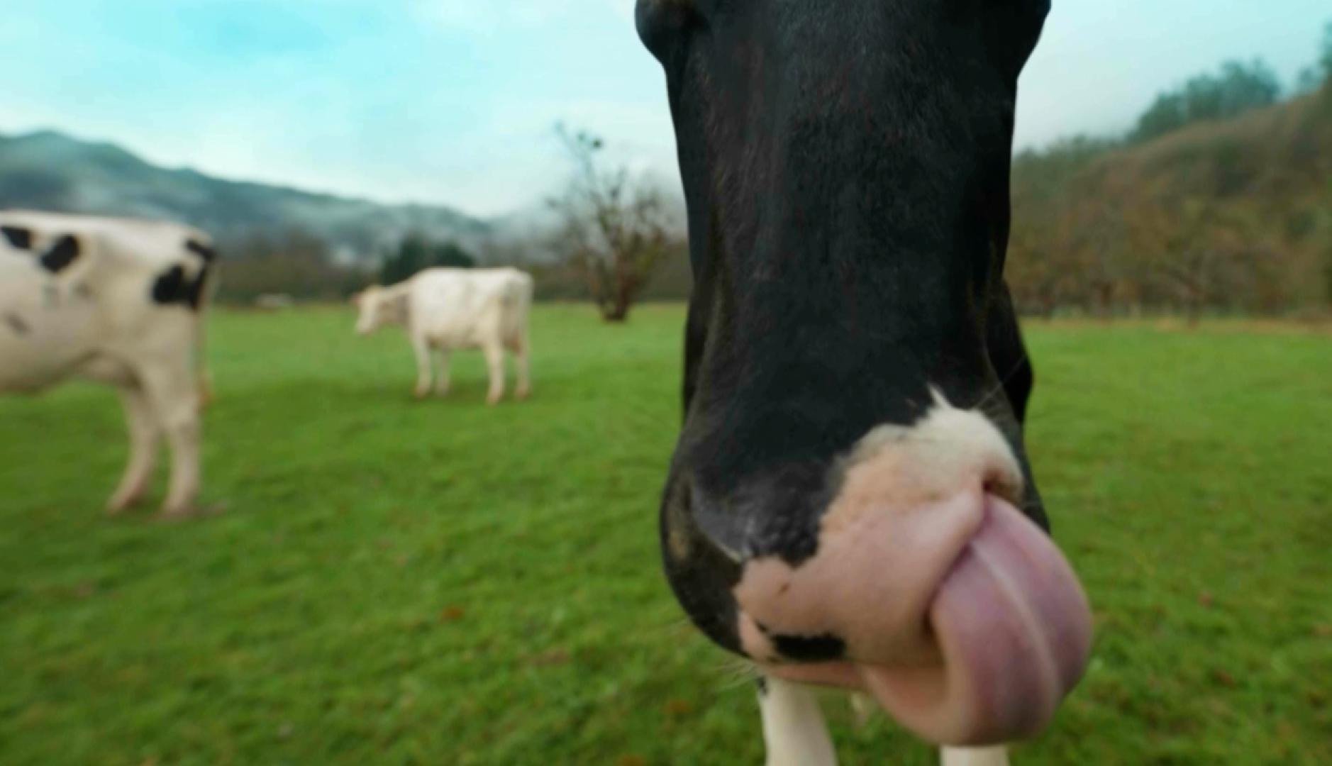 Primer plano de una vaca en el campo sacando la lengua