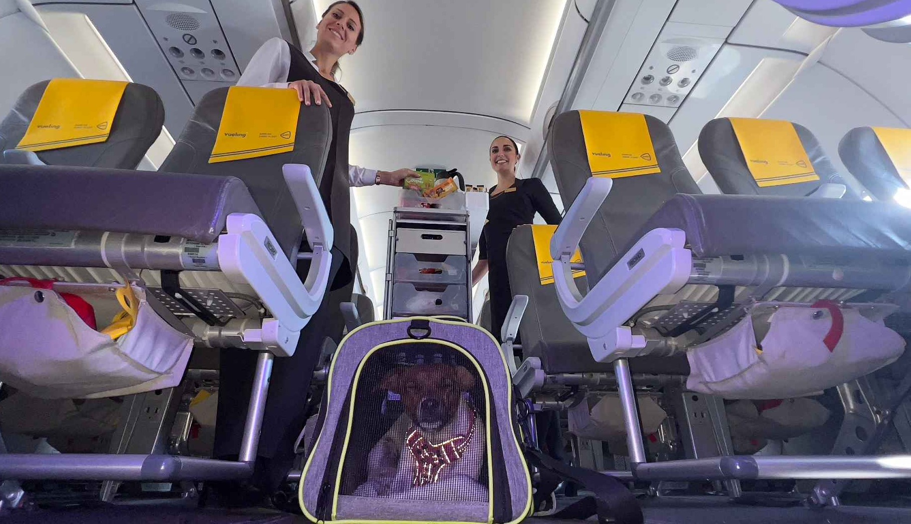 Vueling_perros