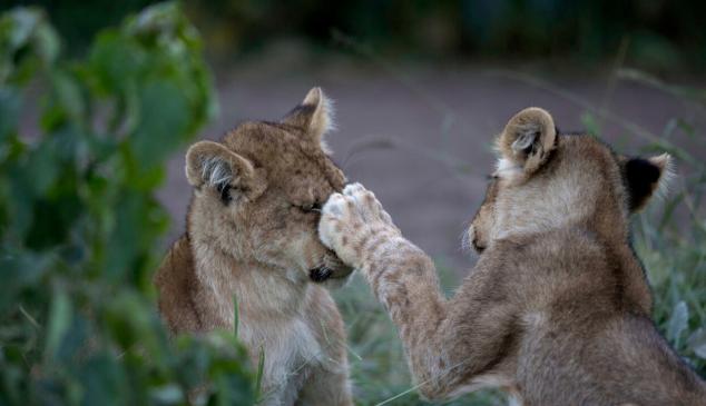 young lions cannes 2020