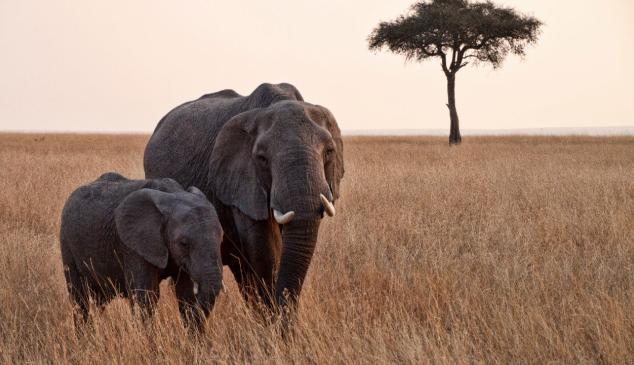 zoom-elefante-videollamada-ayudar-animales