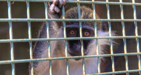 animales cautiverio peta confinamiento campana graficas