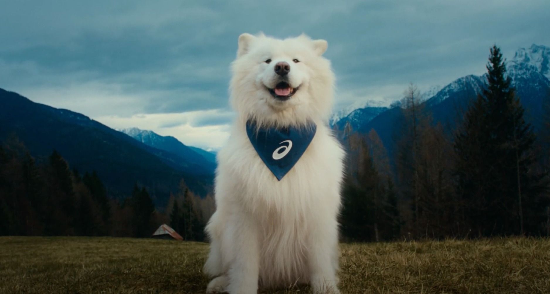 el samoyedo felix sonriendo con un pañuelo azul de asics