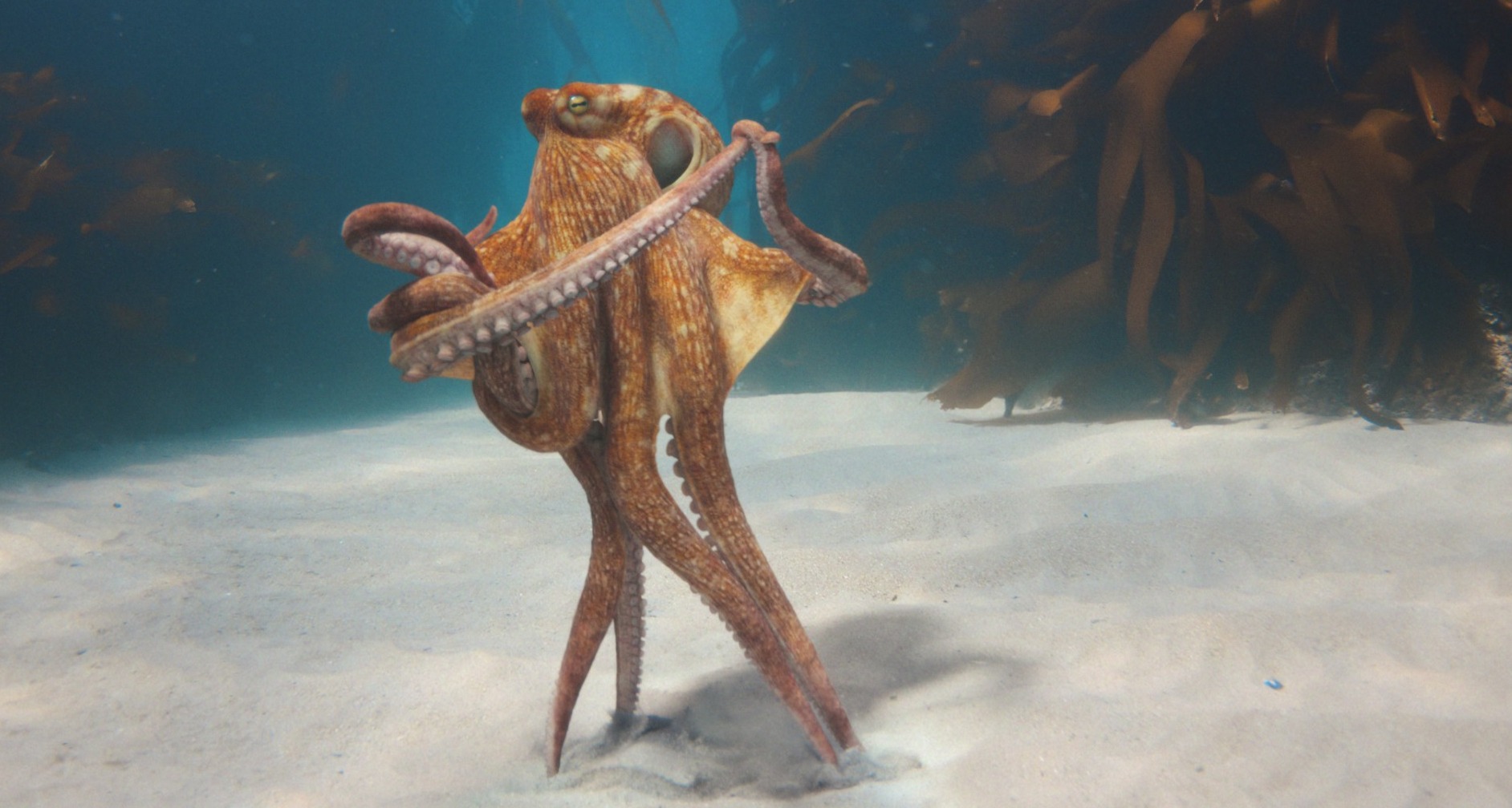 Imagen de un pulpo bailando