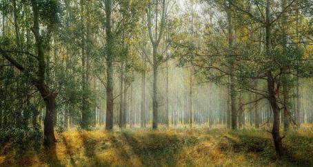 bosque-arboles
