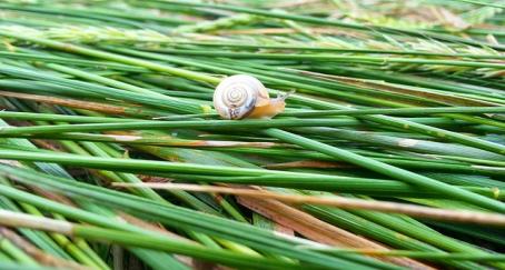 caracol