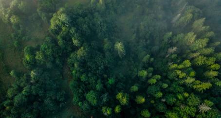 El Bosque de la Publicidad