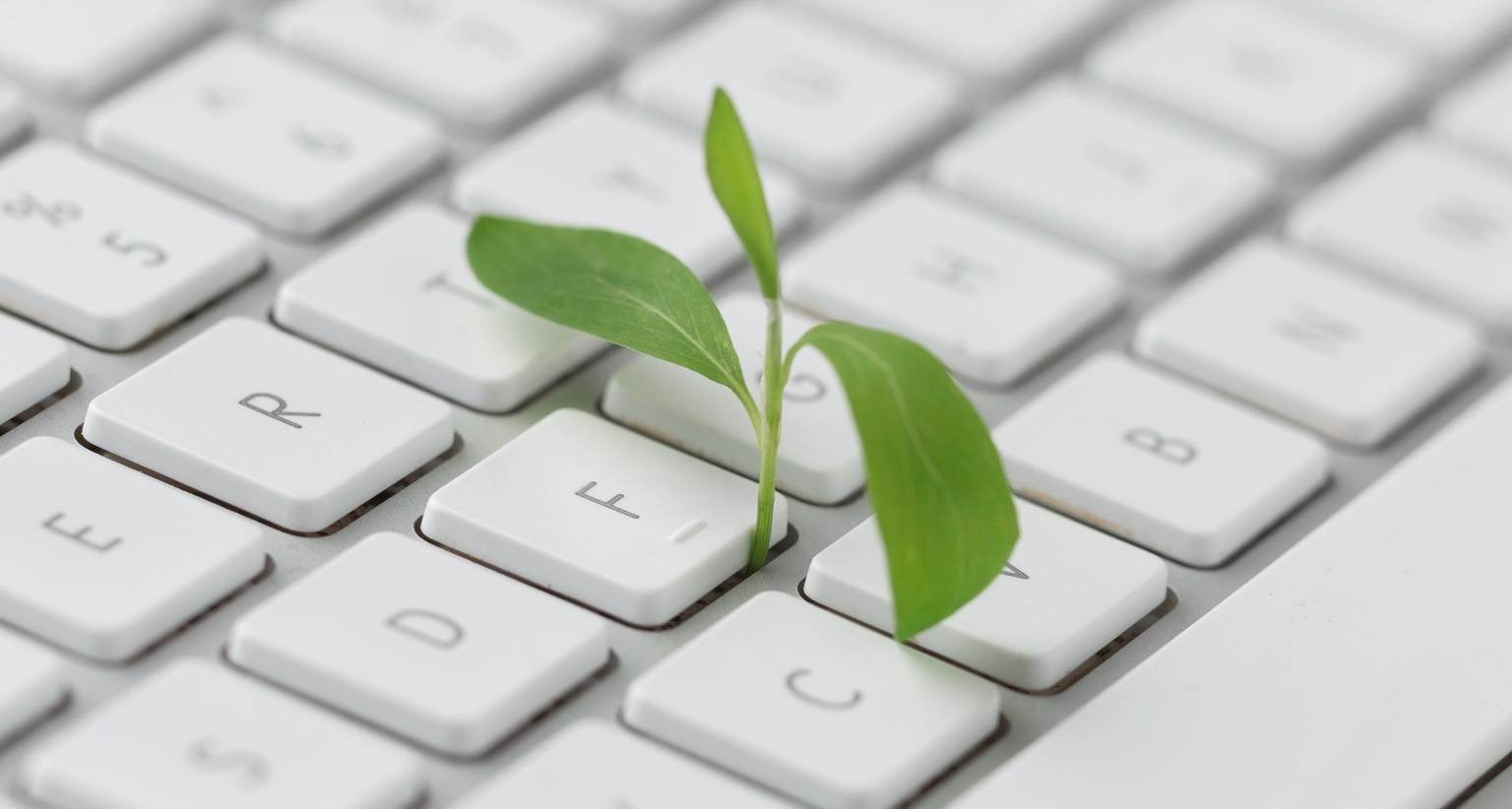 hojas verdes en el teclado de un ordenador