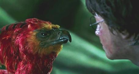 fenix-harry-potter