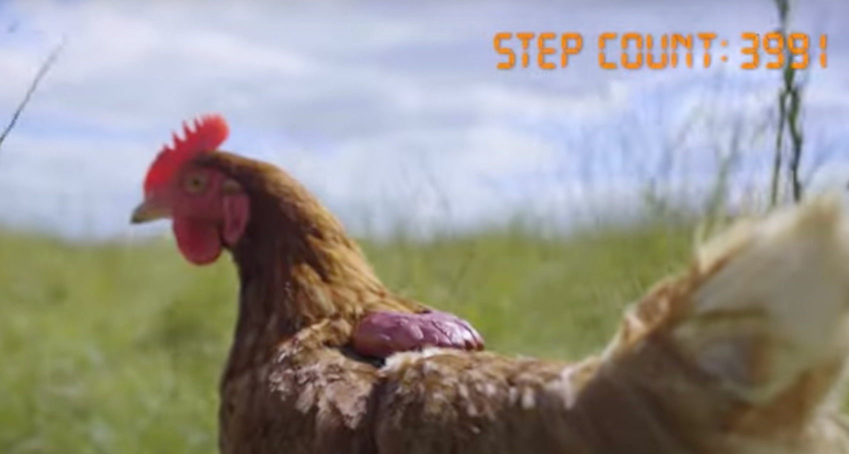Fitchix, un dispositivo que monitoriza la actividad física de las gallinas para acreditar la calidad de sus huevos Fitchix_Honest Eggs
