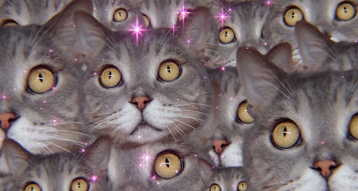 Un collage de la cara de un gato repetida muchas veces con destellos rosas