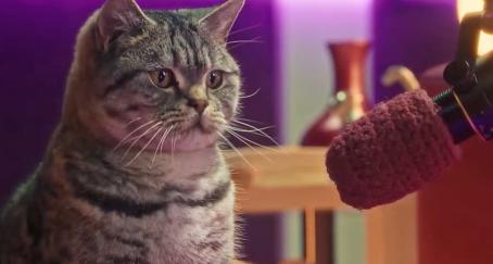Un gato delante de un micrófono de podcast