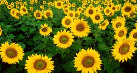 aceite-girasol