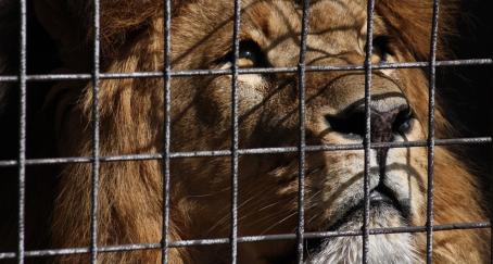 un leon enjaulado