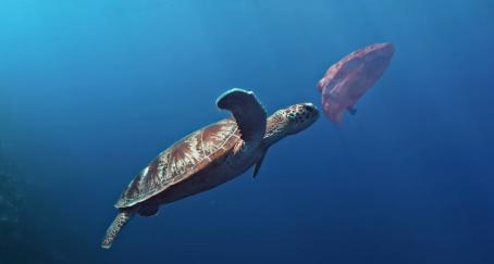 tortuga mar plástico