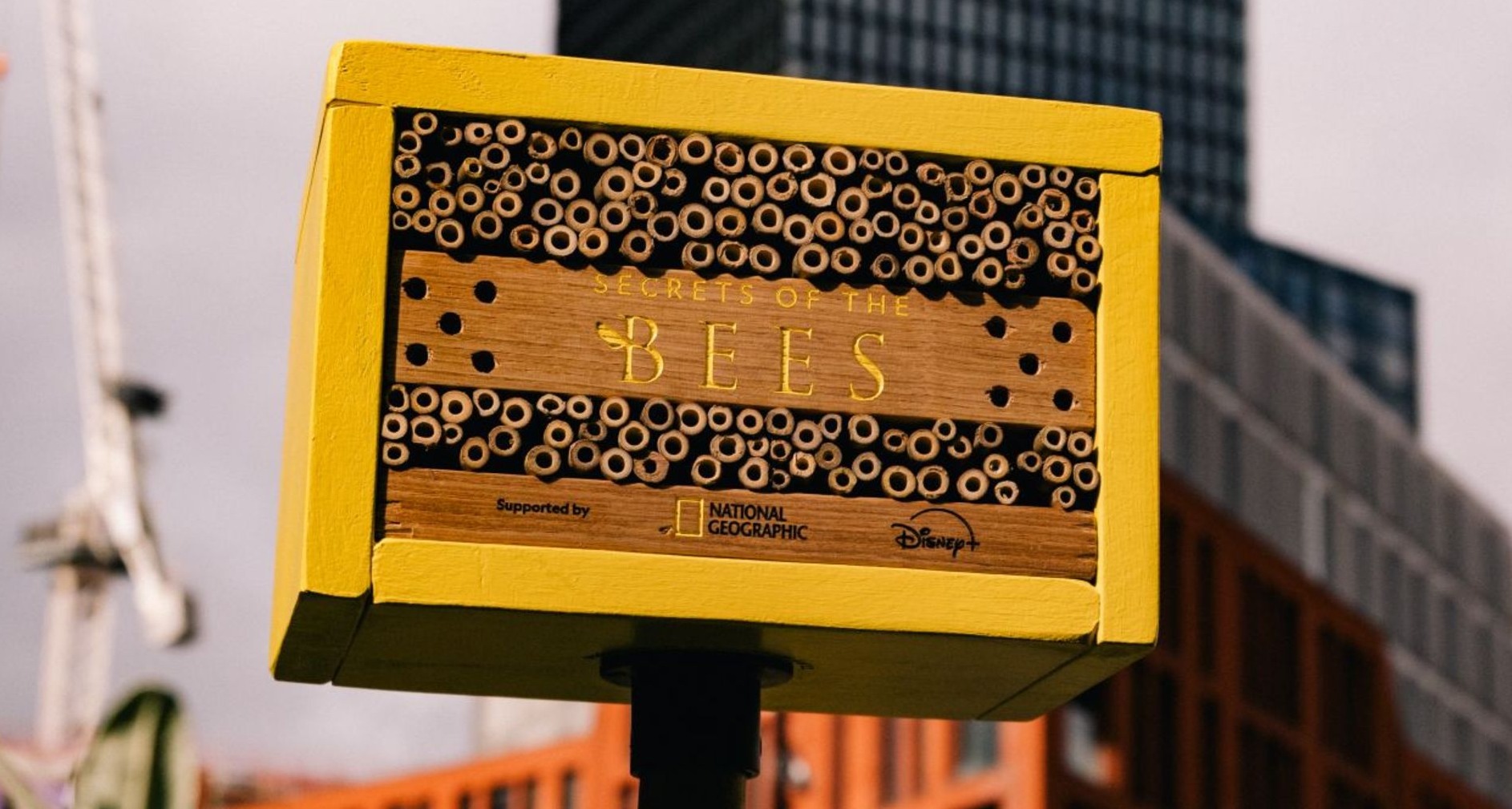 Panel para abejas de National Geographic