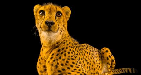 Oppo y National Geographic unen fuerzas para concienciar sobre las especies en peligro de extinción oppo_national_geographic_endangered_colour_campana