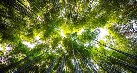 El 61% de los directores de marketing se muestran optimistas sobre la evolución del negocio en 2024, según Warc Warc_Perspectivas 2024_ Bosque bambú