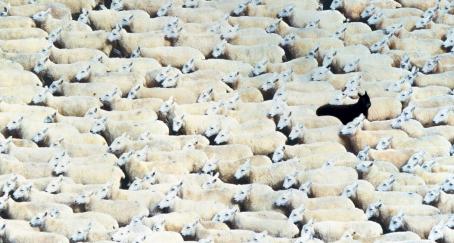 El largo camino de la oveja negra que continúa paseándose John-Hegarty