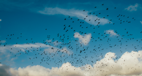 pajaros-twitter