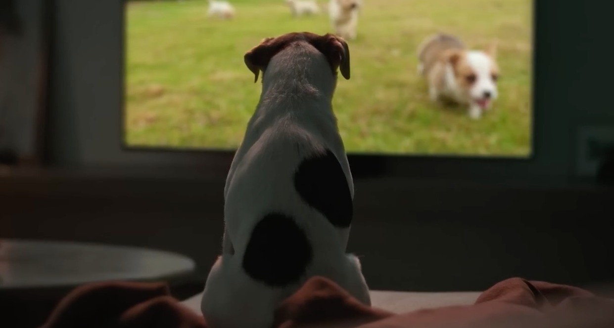 Un perro sobre el sofá viendo perros en la televisión