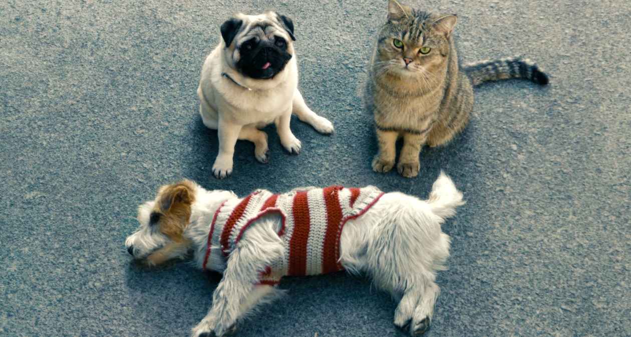 Un perro tirado en la carretera junto a otro perro y un gato que miran a cámara