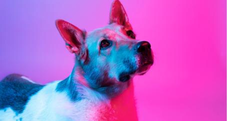 Primer plano de un perro sobre fondo rosa