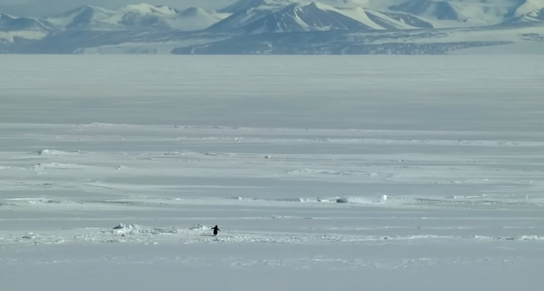 Pingüino andando en la nieve