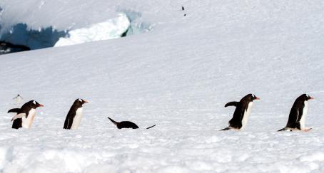 pinguino-cae