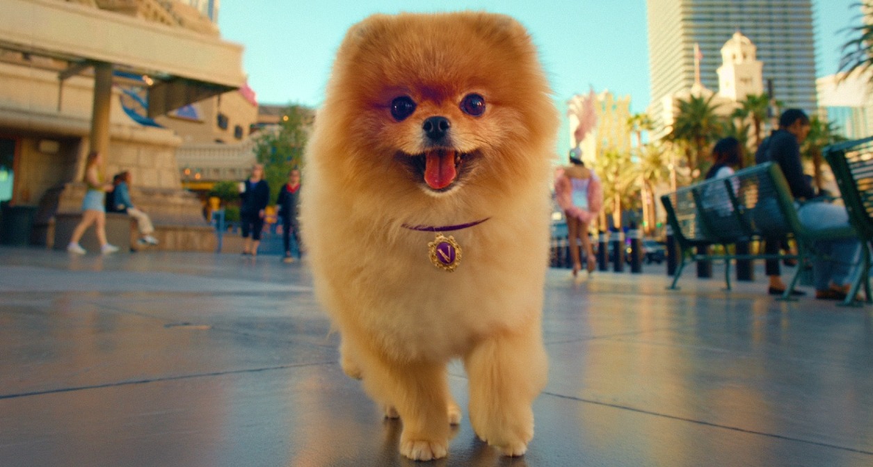 Un pomerania corriendo con la lengua fuera