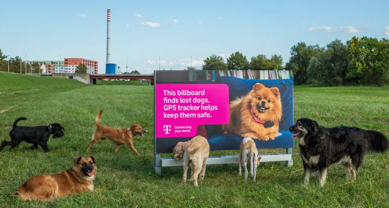 Perros alrededor de la valla bebiendo del cuenco