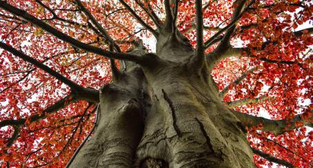 arbol-ramas