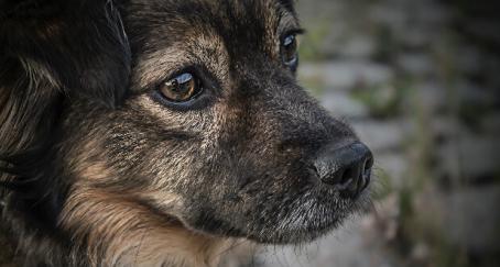 sonido-abandono-animales