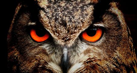 tendencias-hootsuite