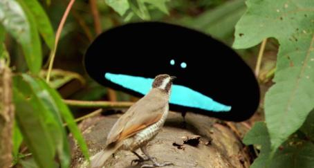 twitter-usuarios-pajaro