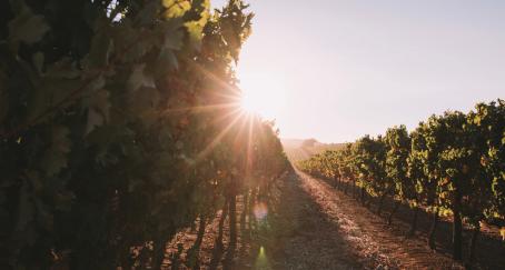 La Alianza Interparlamentaria sobre China lanza una campaña para animar a los ciudadanos a comprar vino australiano Vino