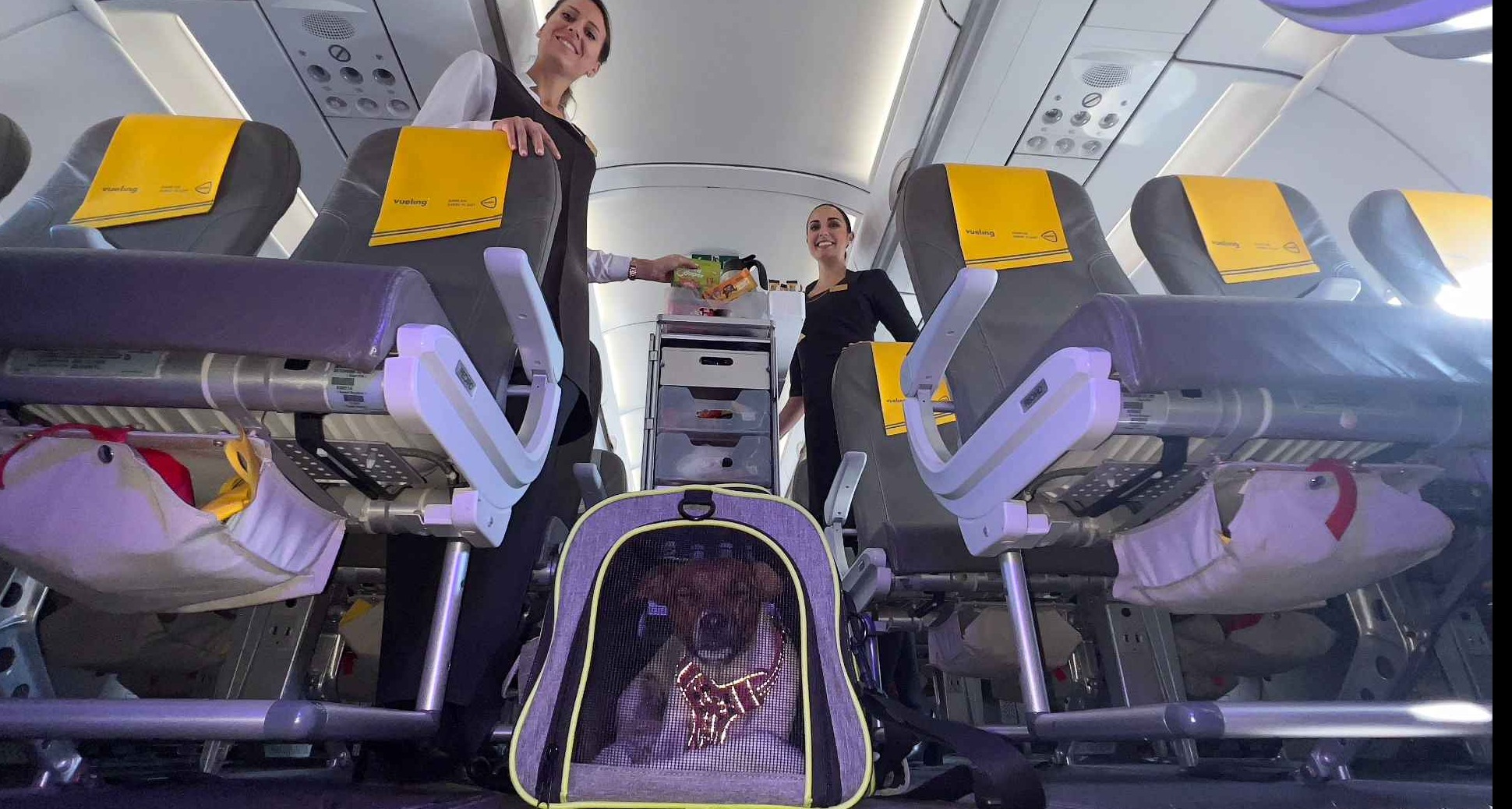 Vueling_perros