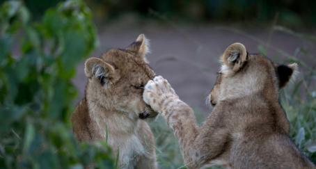 young lions cannes 2020