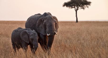 zoom-elefante-videollamada-ayudar-animales