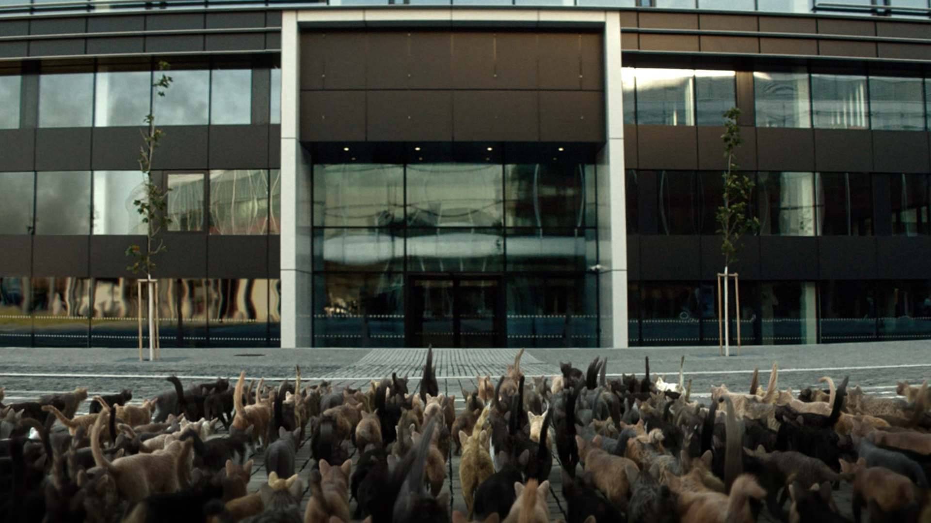 un gran grupo de gatos se concentra frente a un edificio.