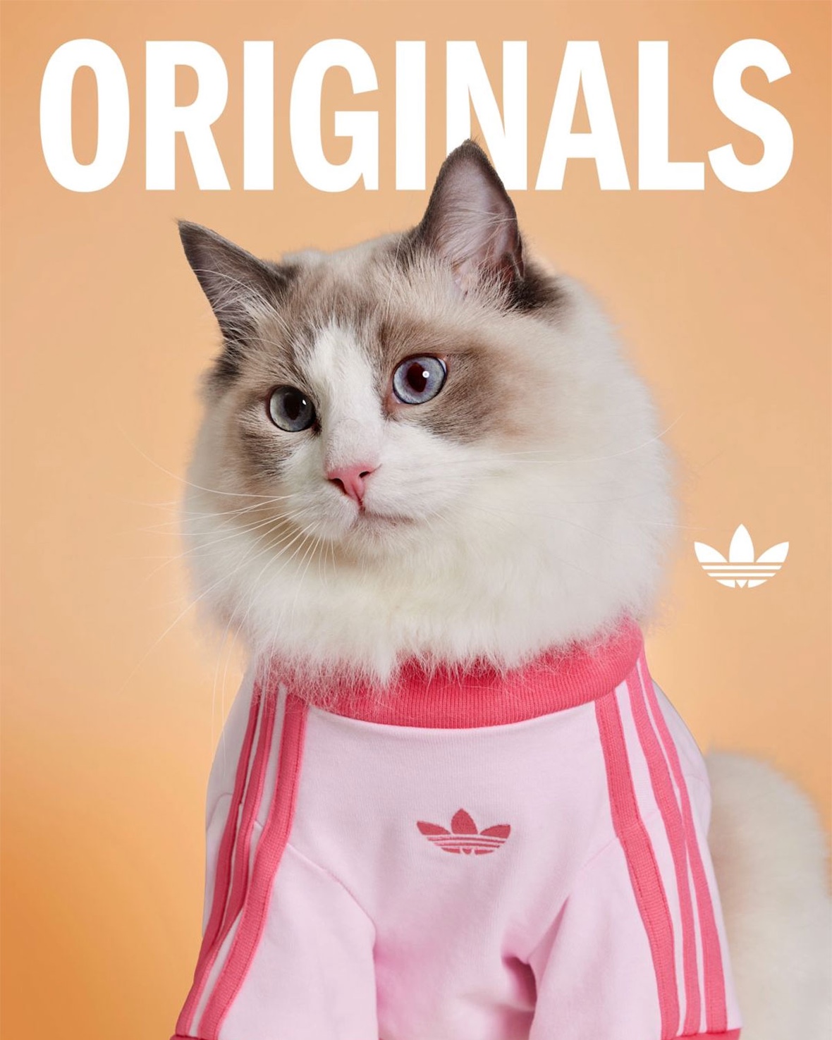 Adidas lanzó su primera colección exclusiva para mascotas y rompió las redes