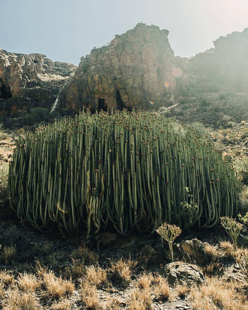 barranco-hondo-gran-canaria