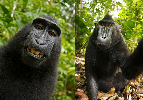 monos-selfies-derechos-autor
