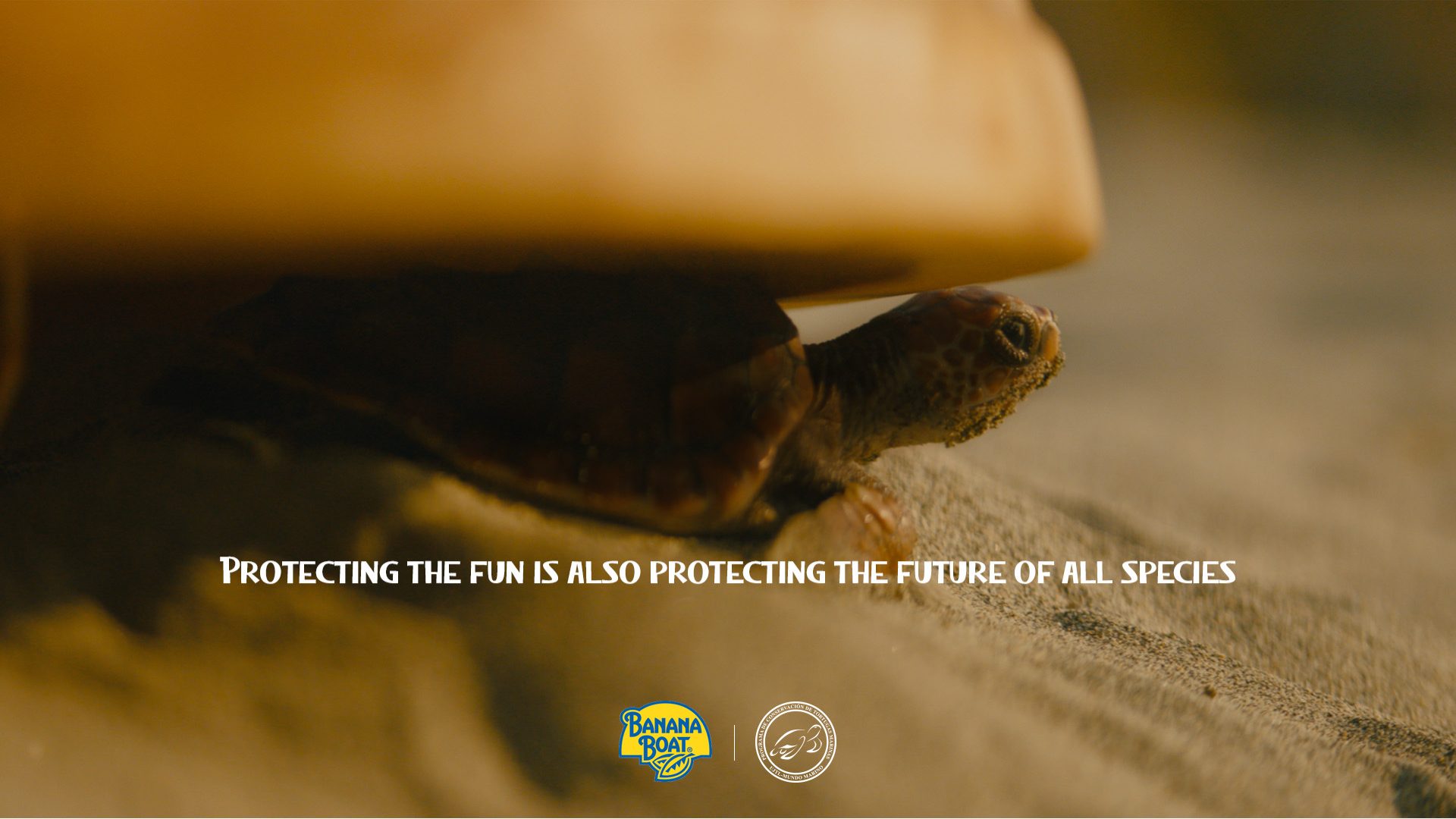 Una cría de tortuga saliendo de la cúpula de macera, en una imagen de la campaña.