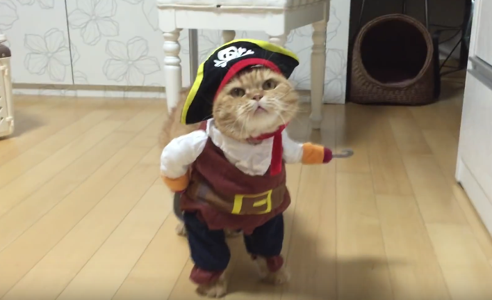 Прикольные костюмы для котов гифки, открытка